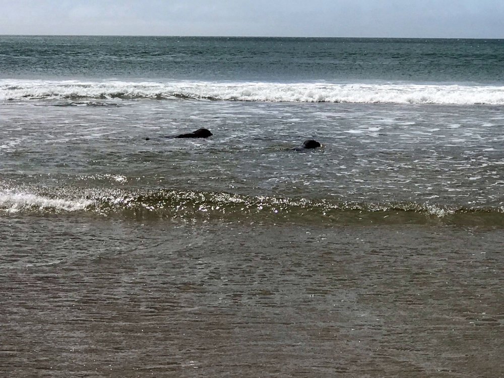 elephant seals in the surf