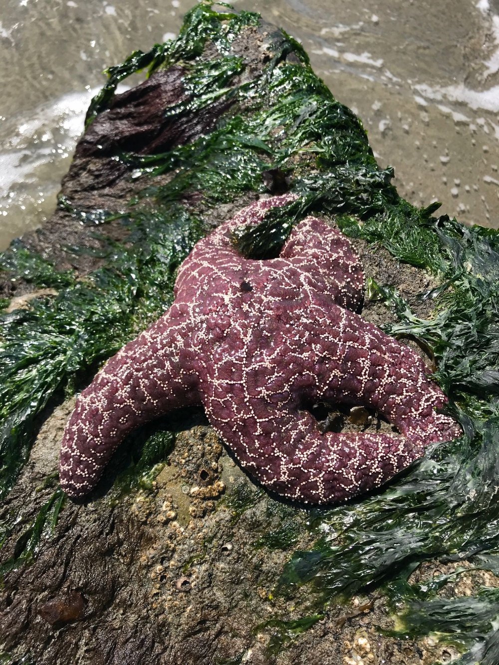 sea star revealed in low tide