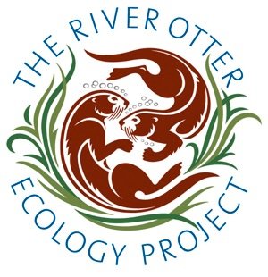 Adventures in Otter Spotting – Drake’s Beach