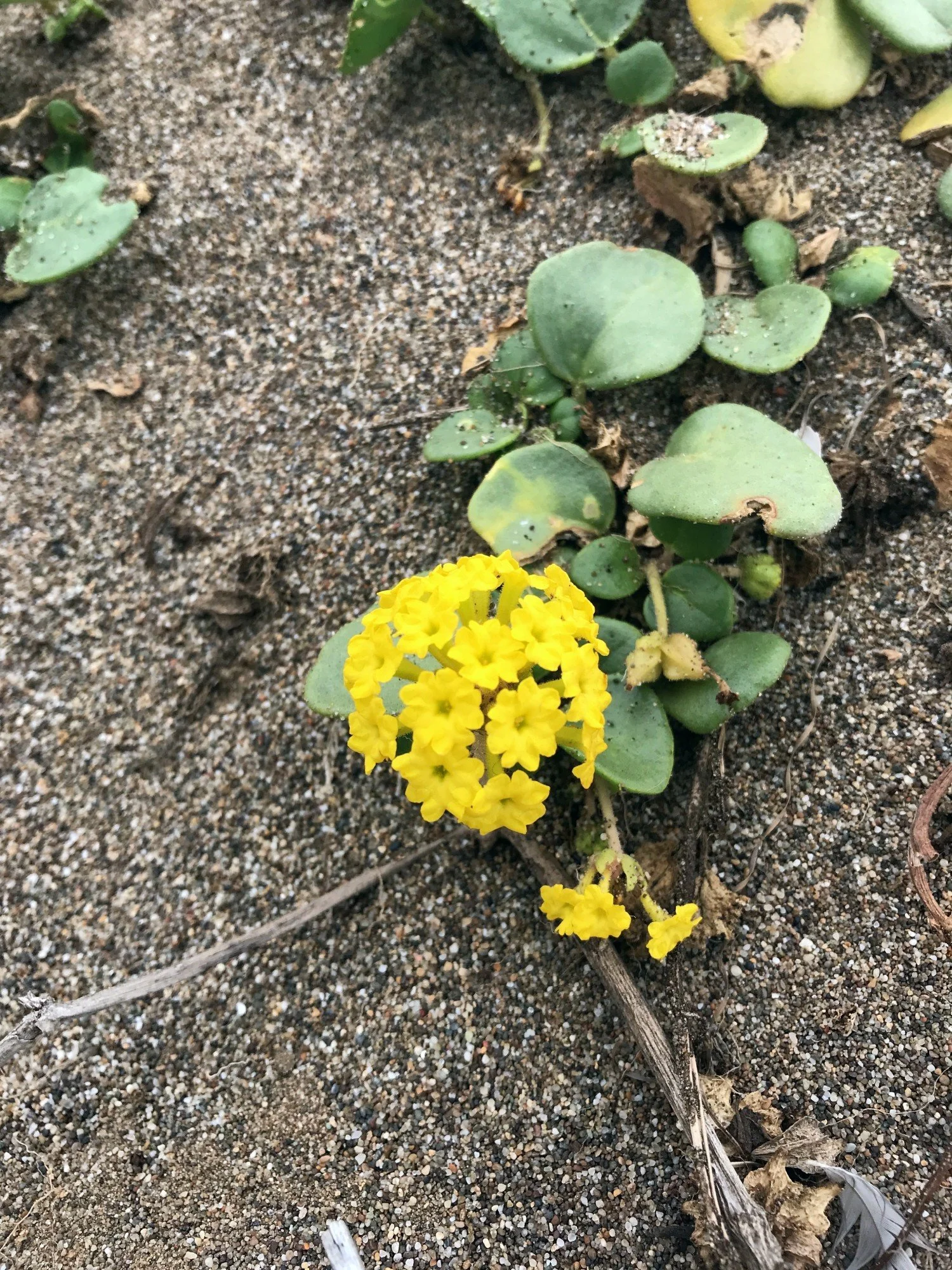 Yellow Sand Verbena
