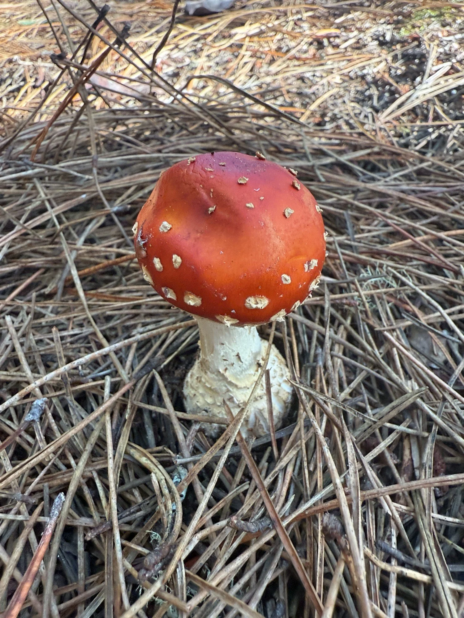 Inverness Ridge Fly Agaric 