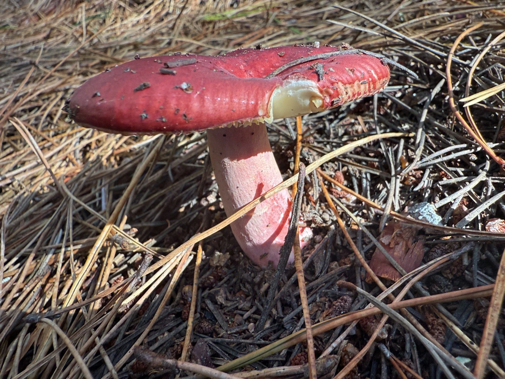 Inverness Ridge Redhead Russula