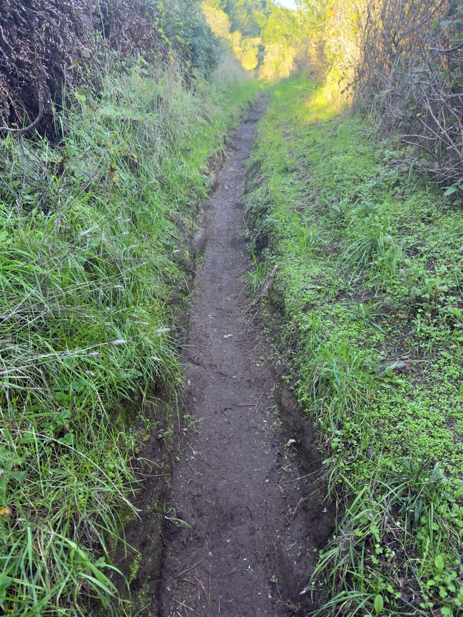 Inverness Ridge muddy trail