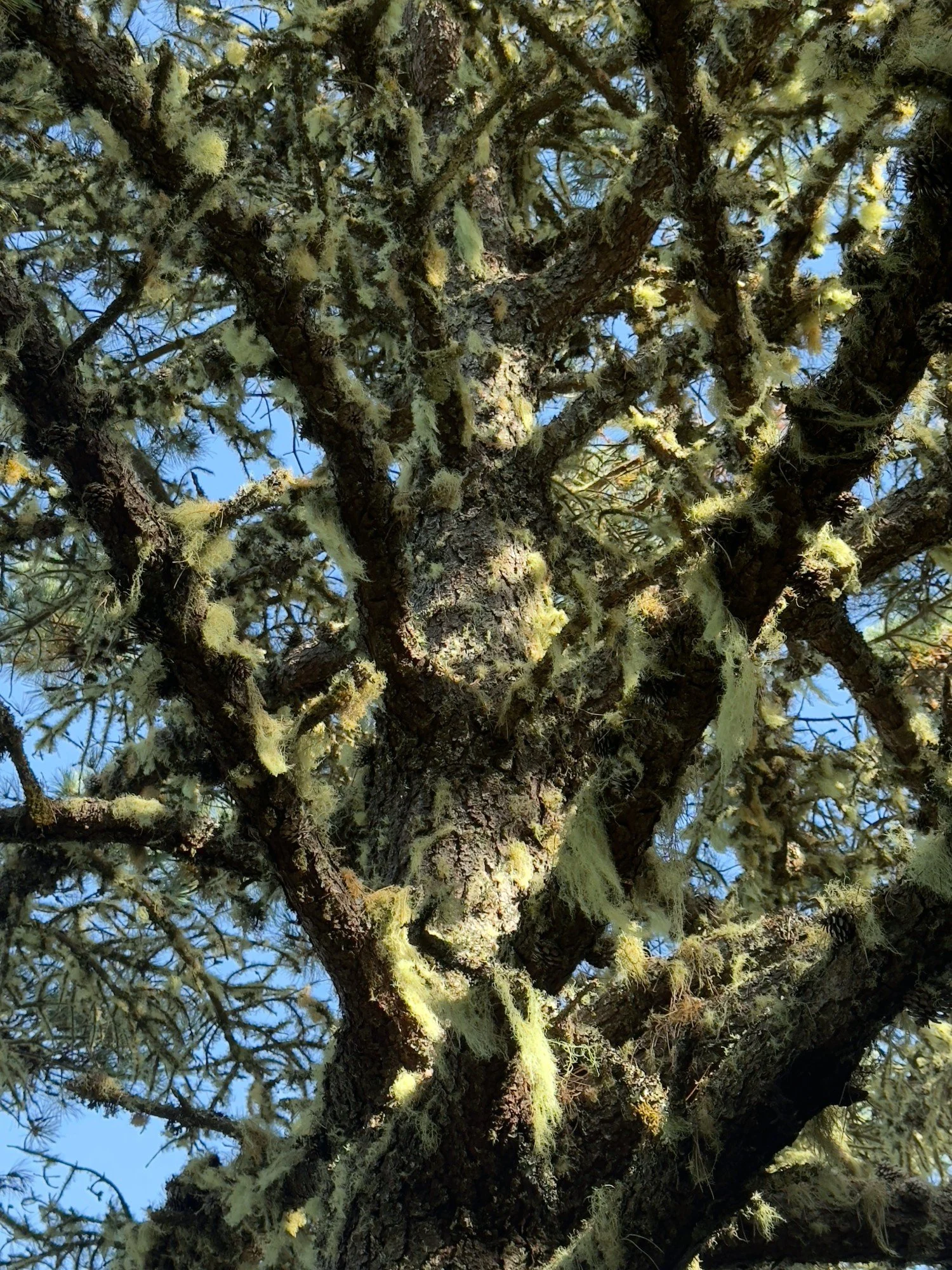 Inverness Ridge lichen-filled tree