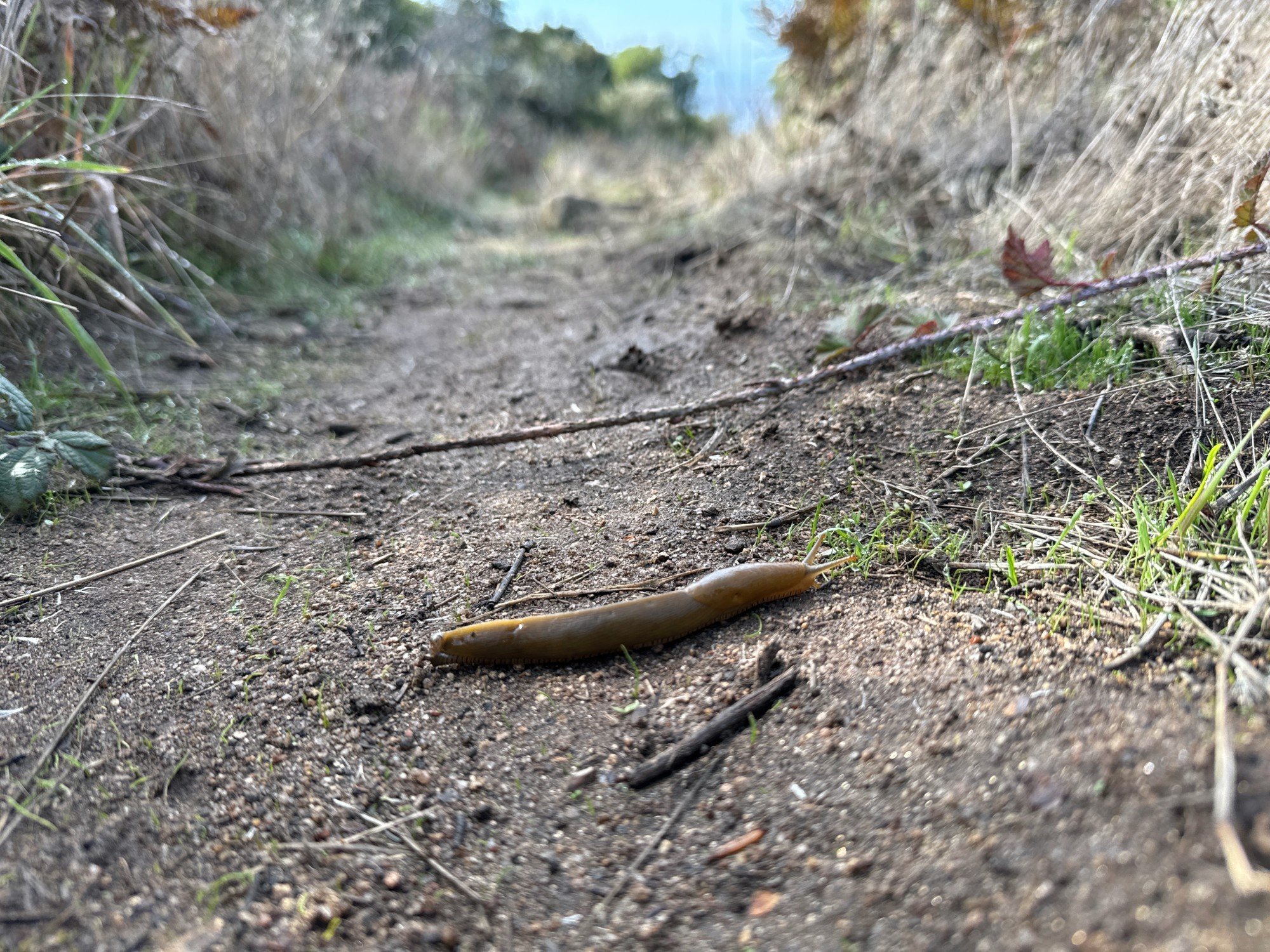 Bucklin Button's banana slug