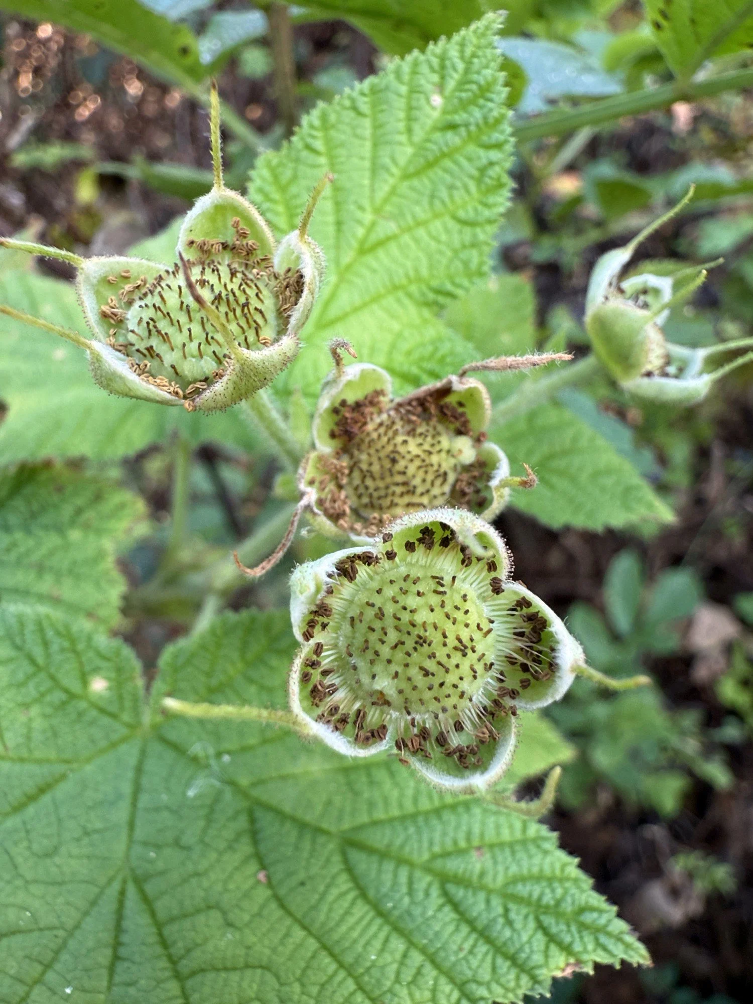 Bucklin: Thimbleberry