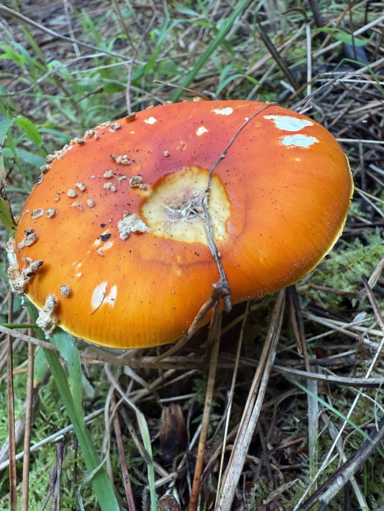 Bucklin: Fly Agaric