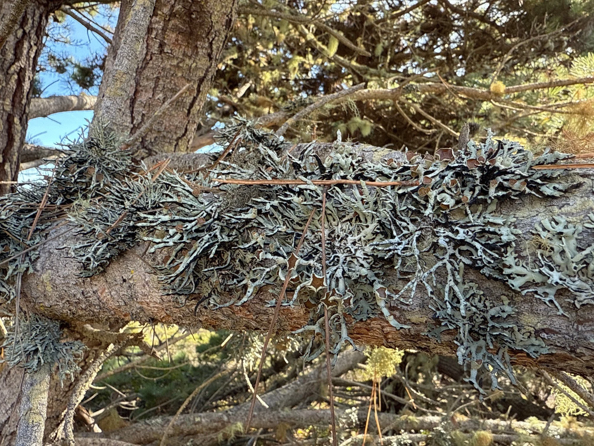 Muddy Hollow Road lichen on tree