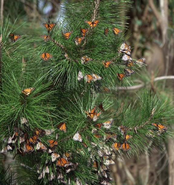 2025 Early season Monarch count results