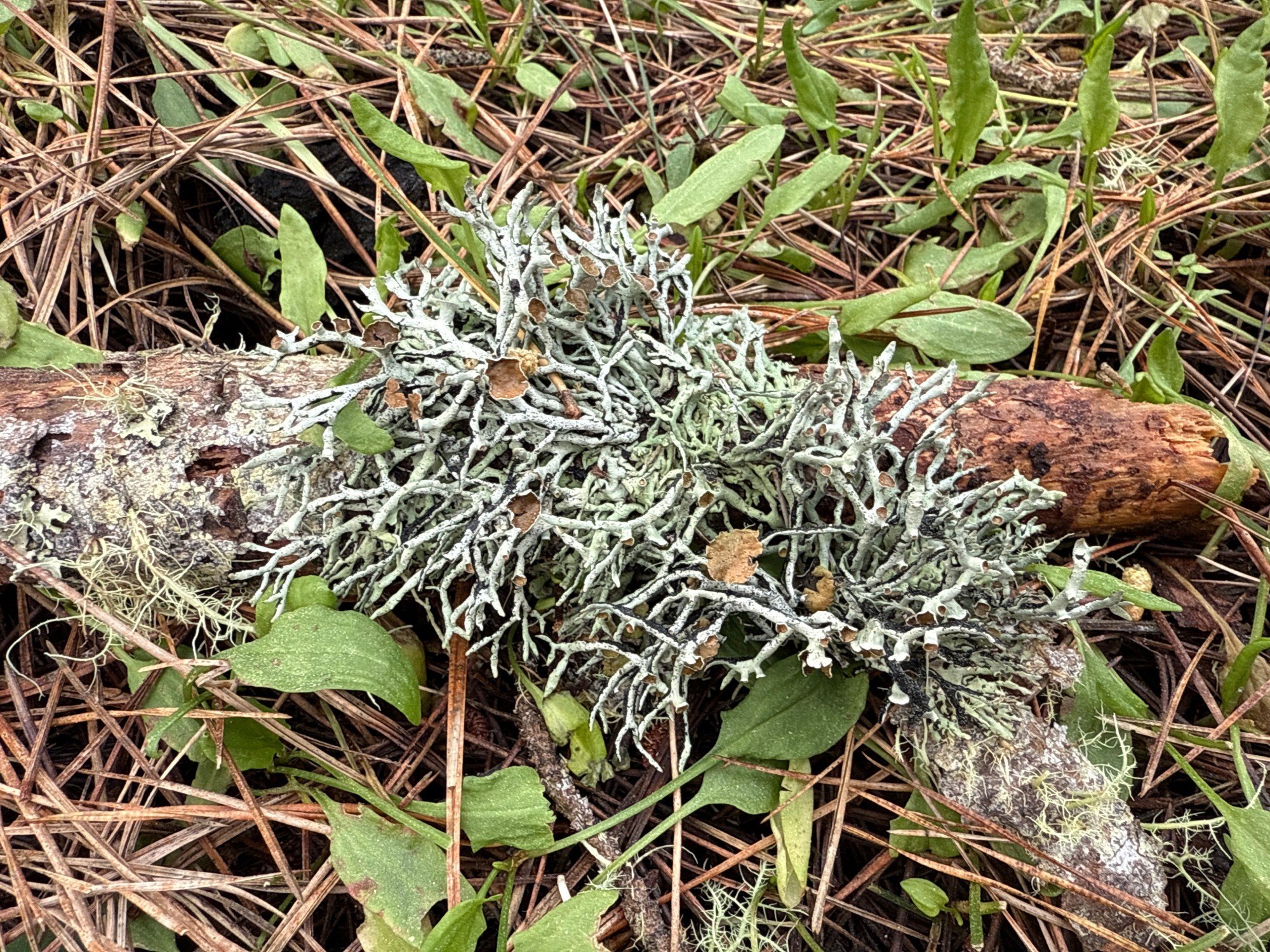 Lichen, Feb 2025, Estero forest