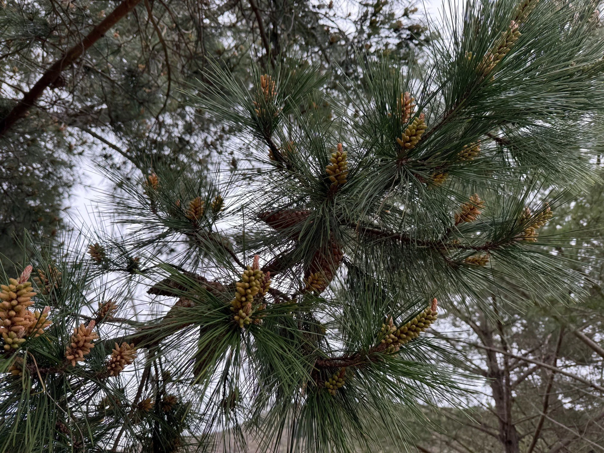 Estero Trail, pine on land bridge, Feb 2025