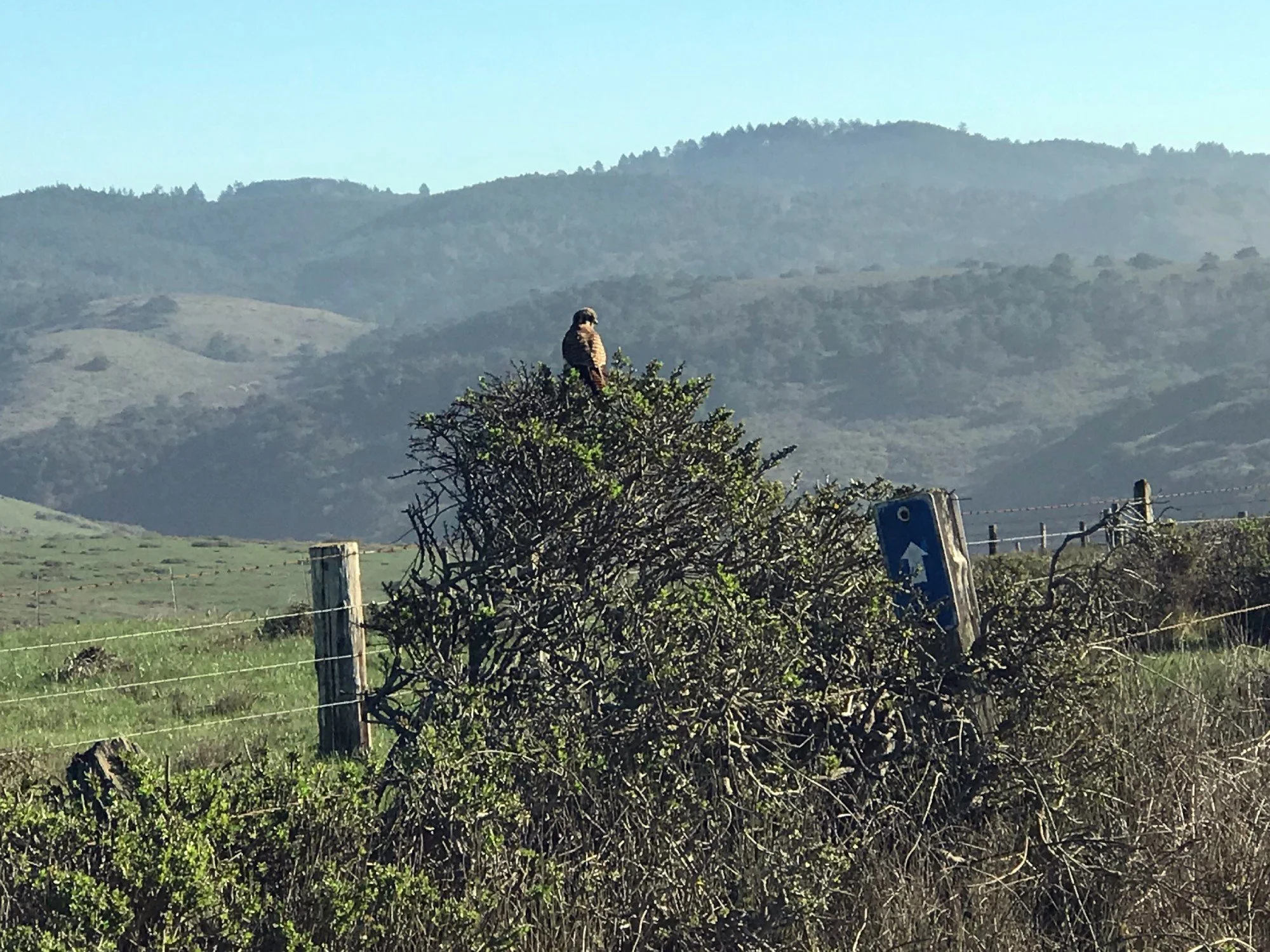 Estero Trail, American Kestrel, Jan 2021
