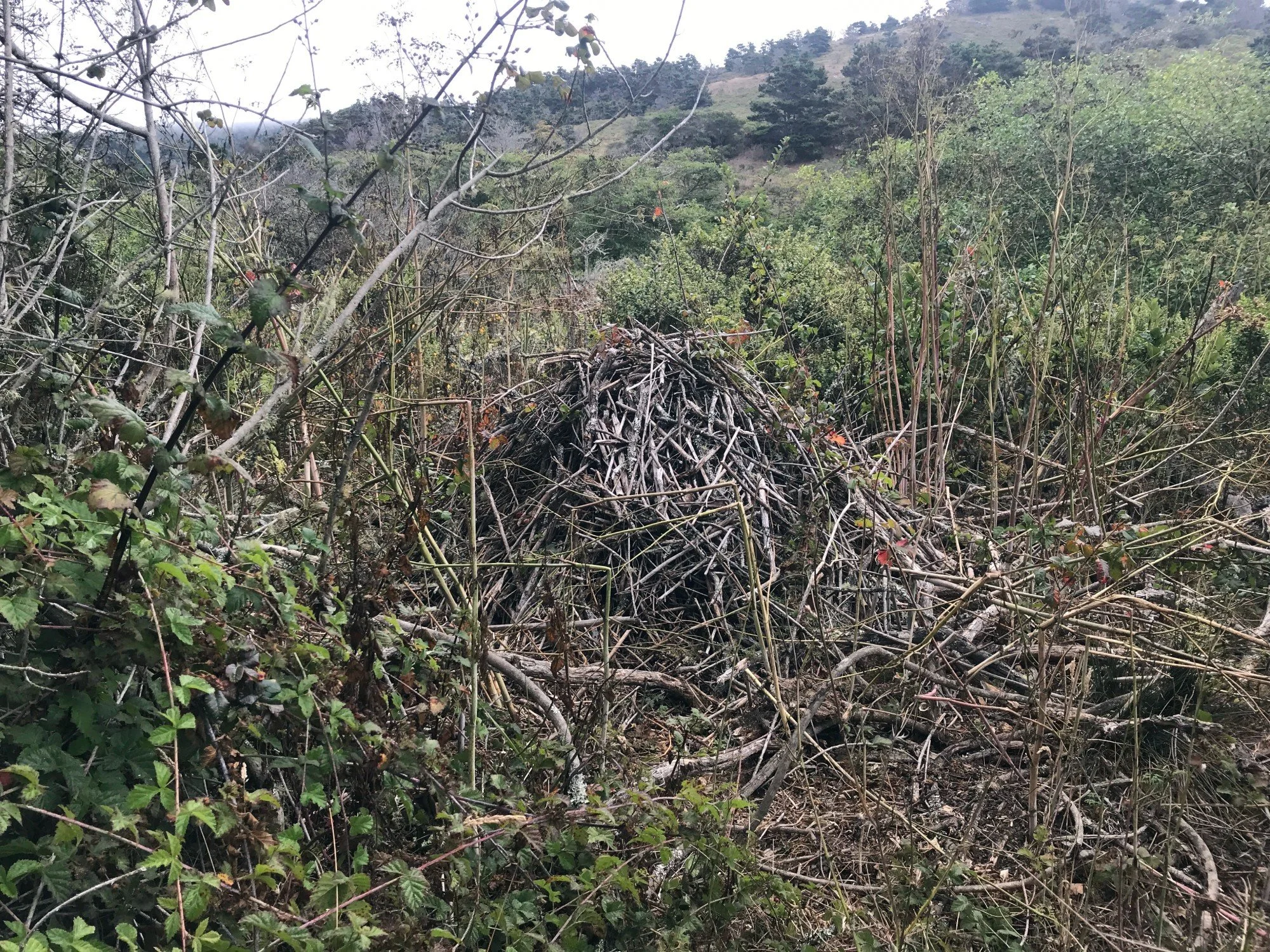 White Gate, Dusky-footed Woodrat nest, Aug 2021