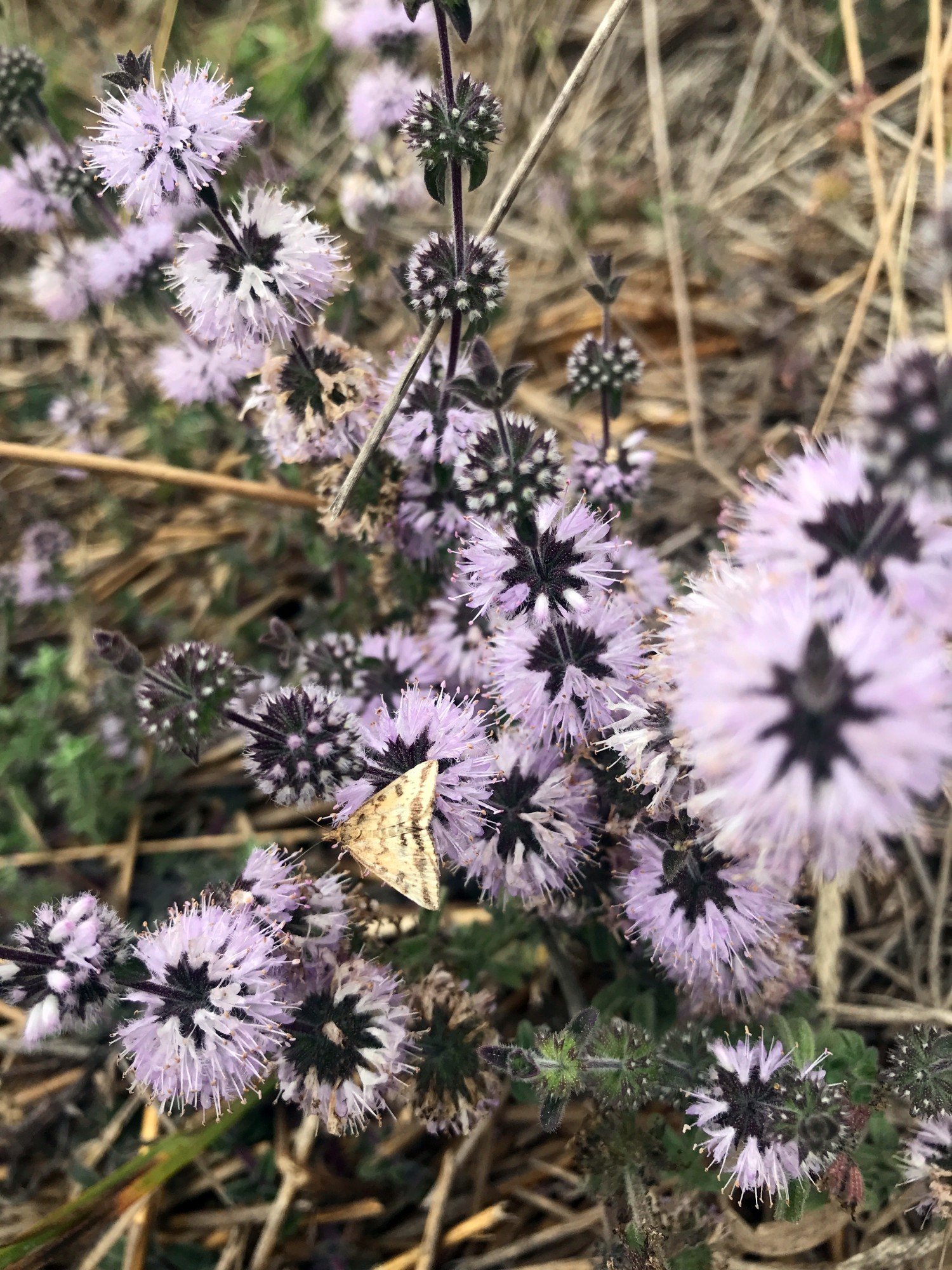 White Gate, Mint Moth (unverified), Aug 2021