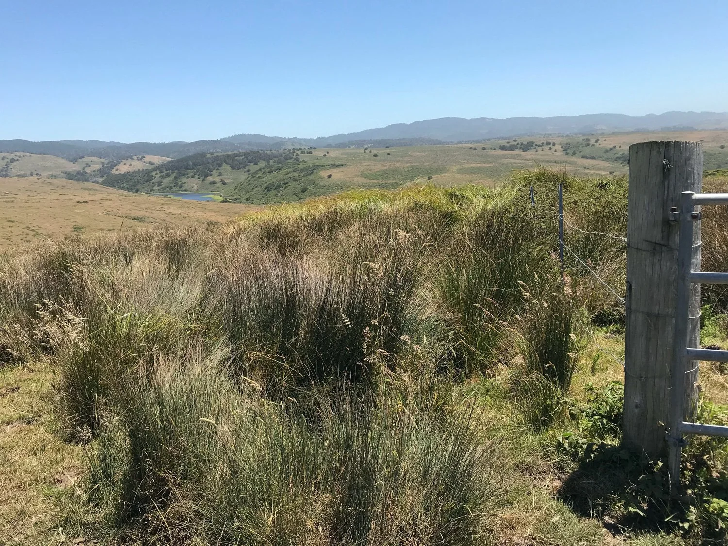 Estero between split and White Gate, Jun 2018