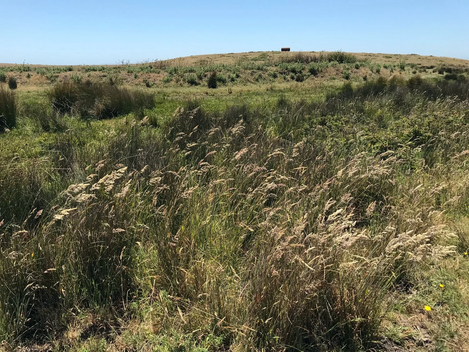 Estero between split and White Gate, Jun 2018