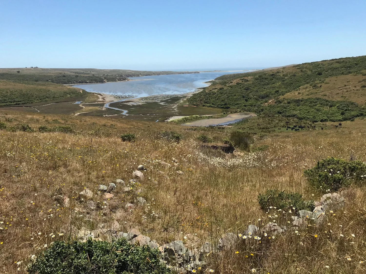 Limantour Estero, Jun 2018
