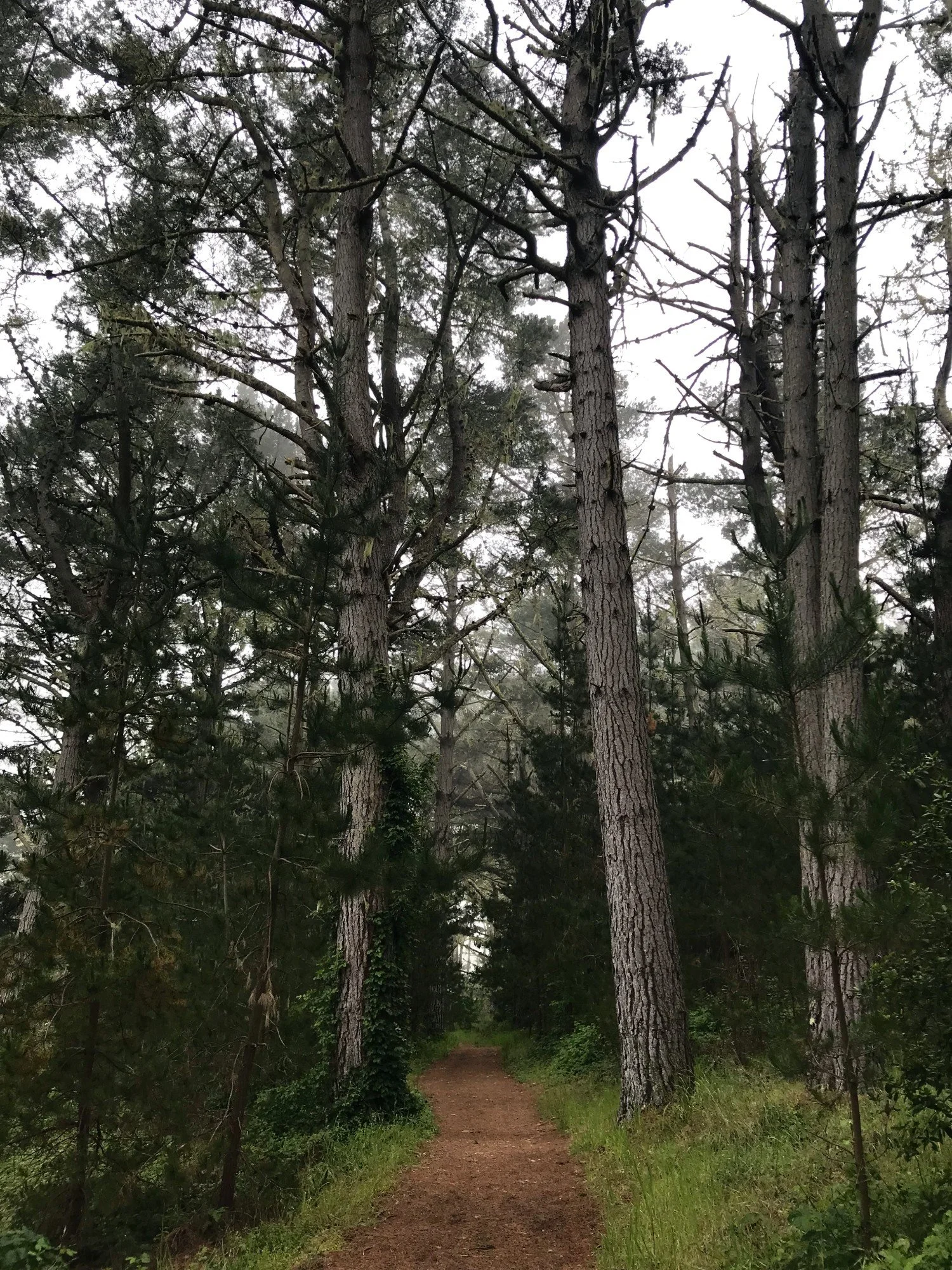 Estero forest, April 2022