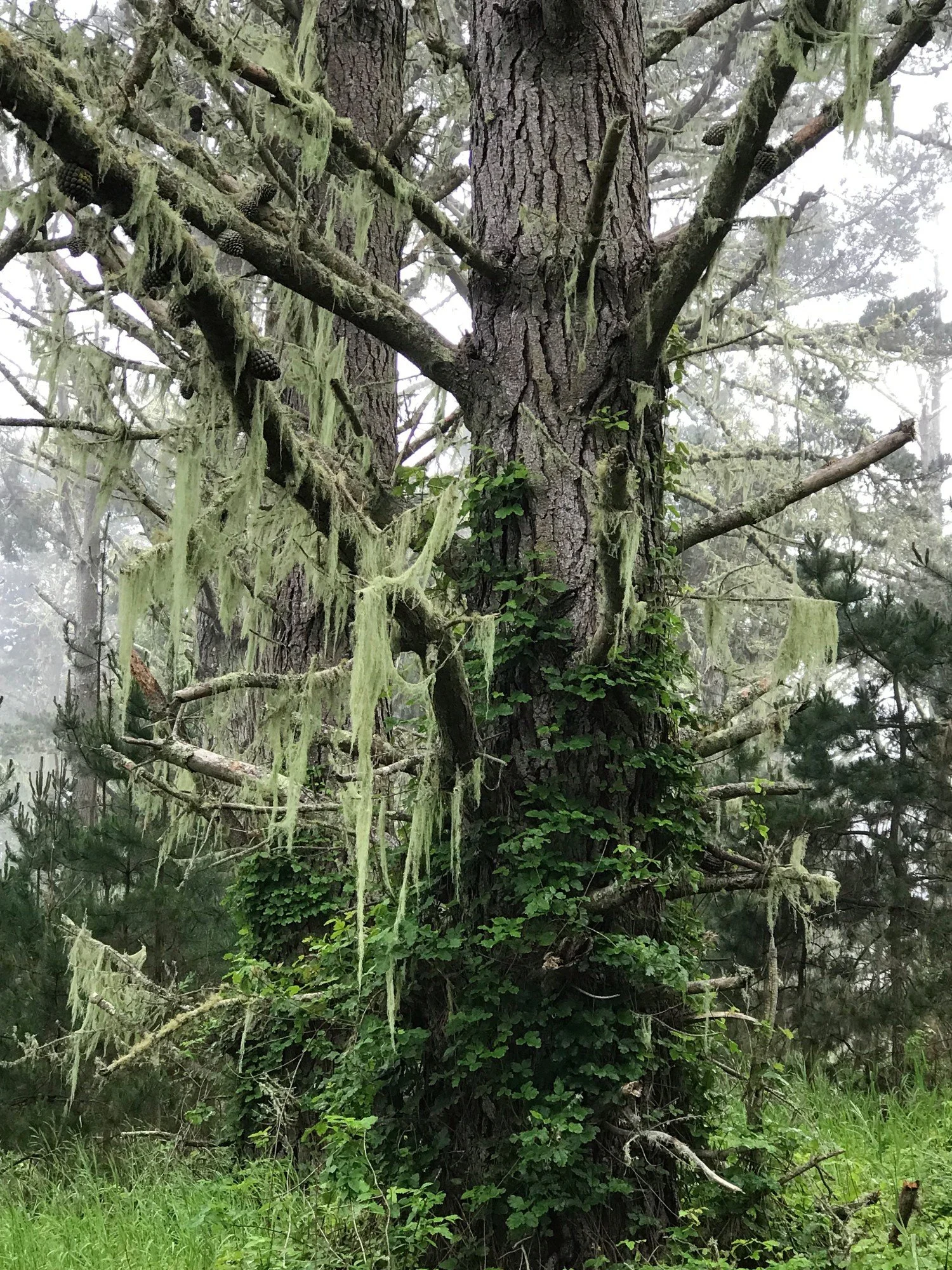 Estero forest, April 2022