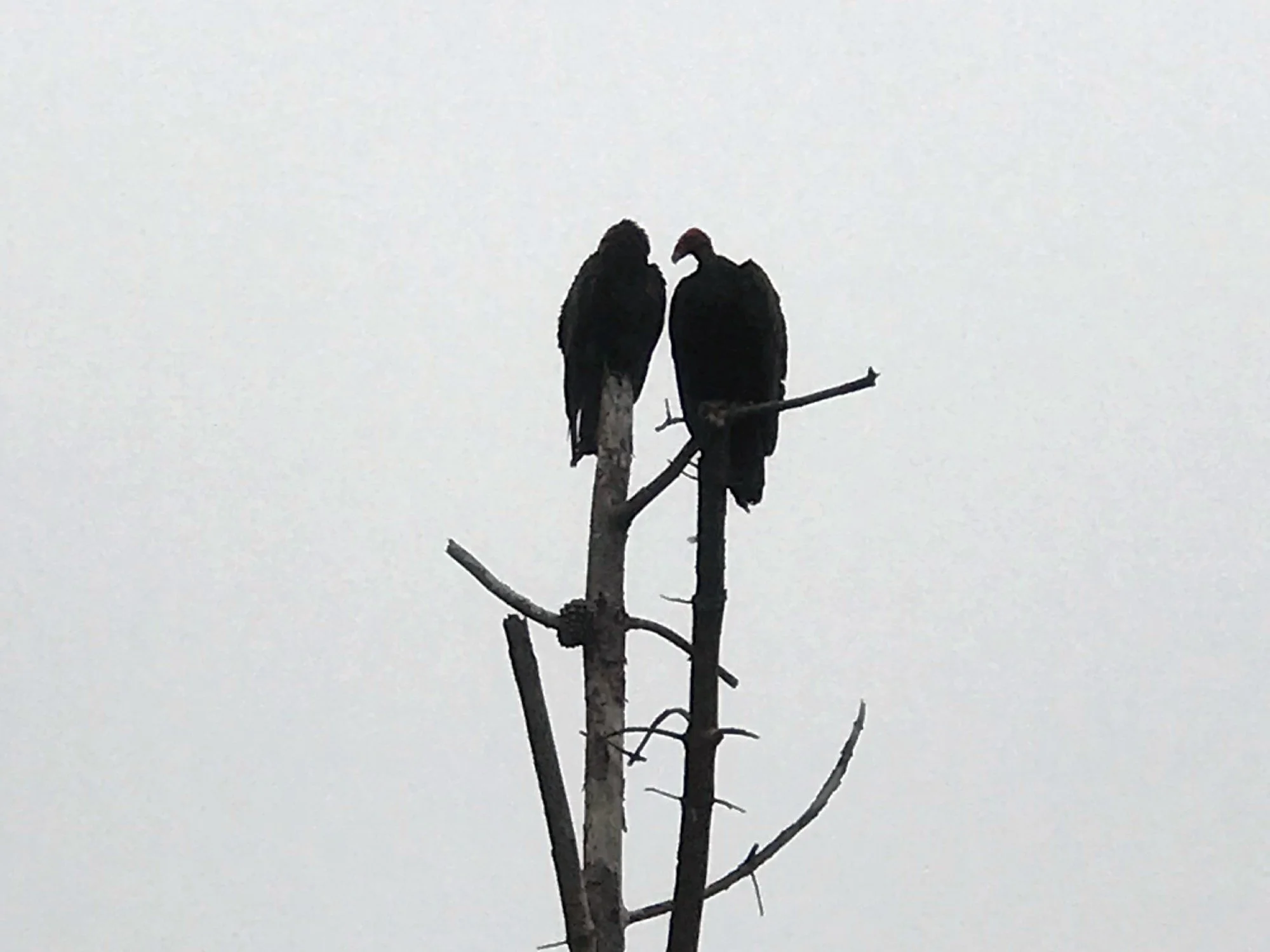 Estero forest Turkey Vultures, April 2022