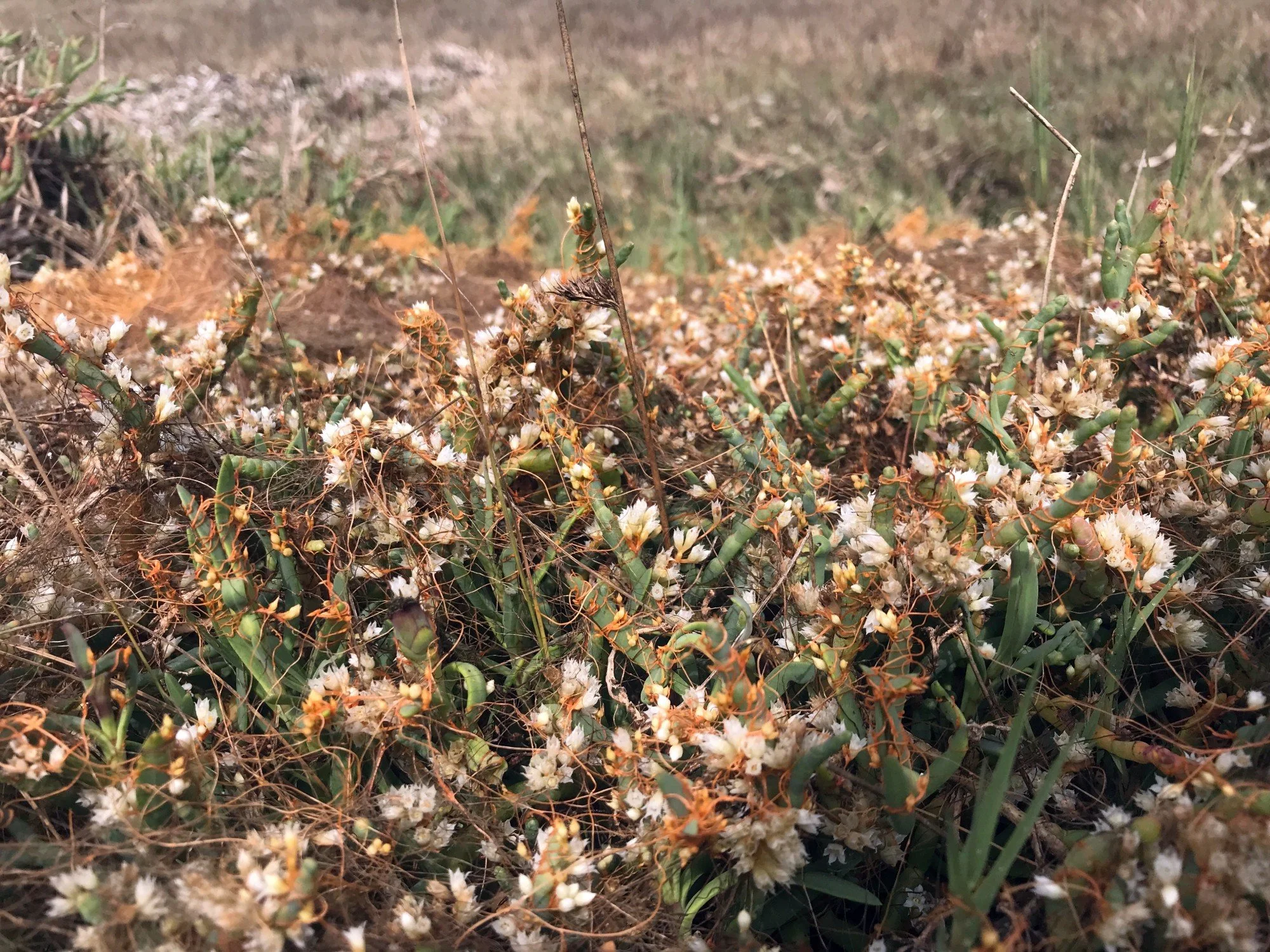 Pacific goldenthread, Aug 2021