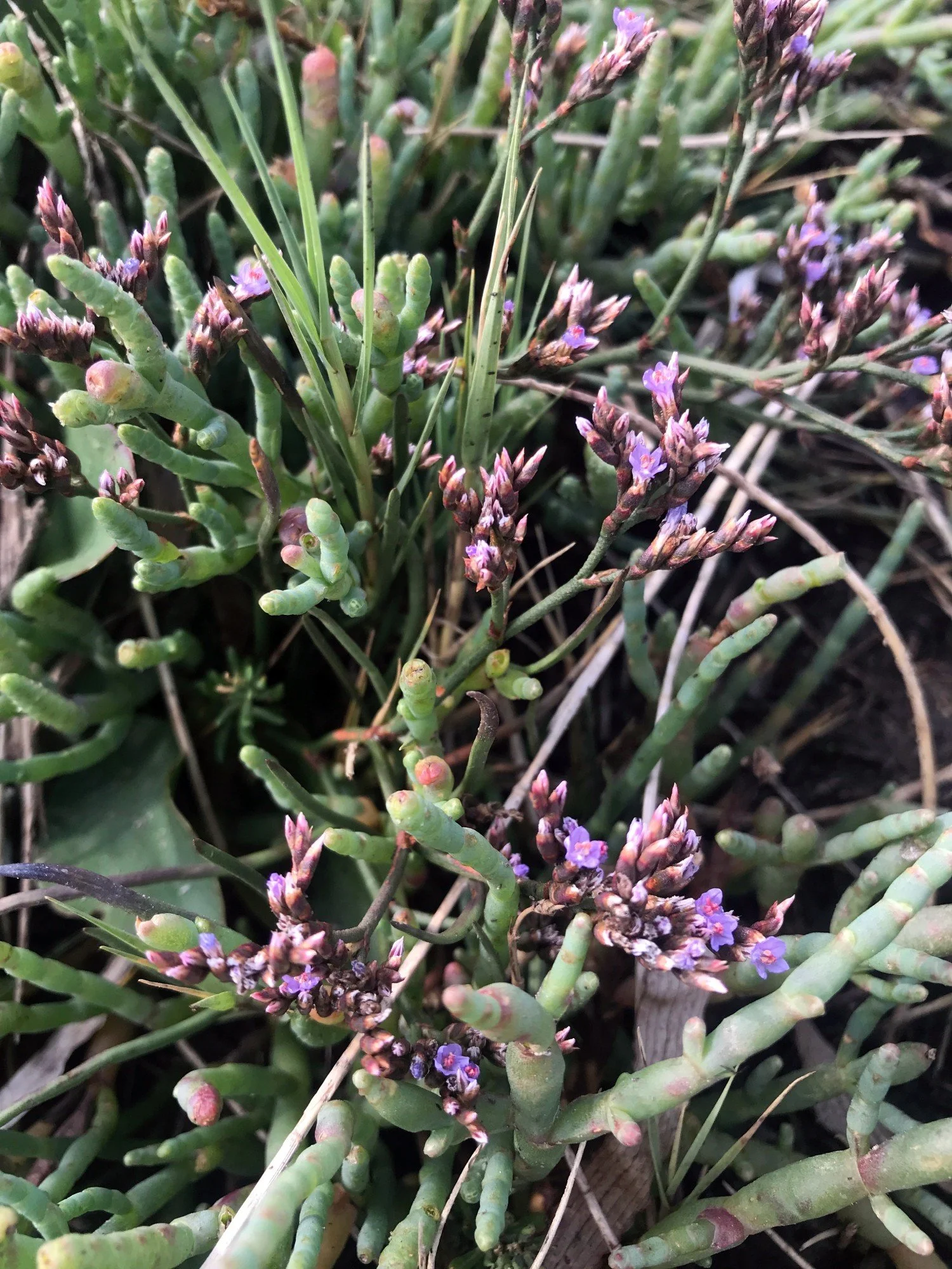 Western marsh rosemary, Aug 2021