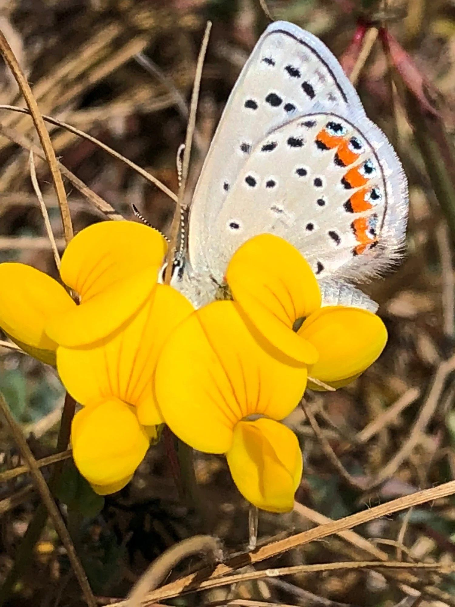 Acmon Blue butterfly, July 2018