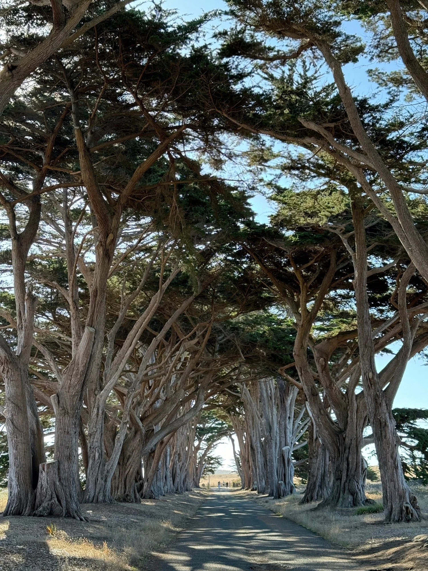 cypress-tree-tunnel_IMG_4582_oct2025.jpg