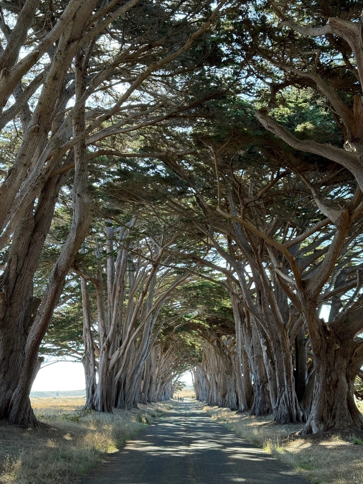 cypress-tree-tunnel_IMG_4621_oct2025.jpg
