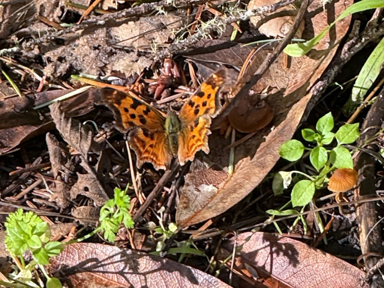 Satyr comma