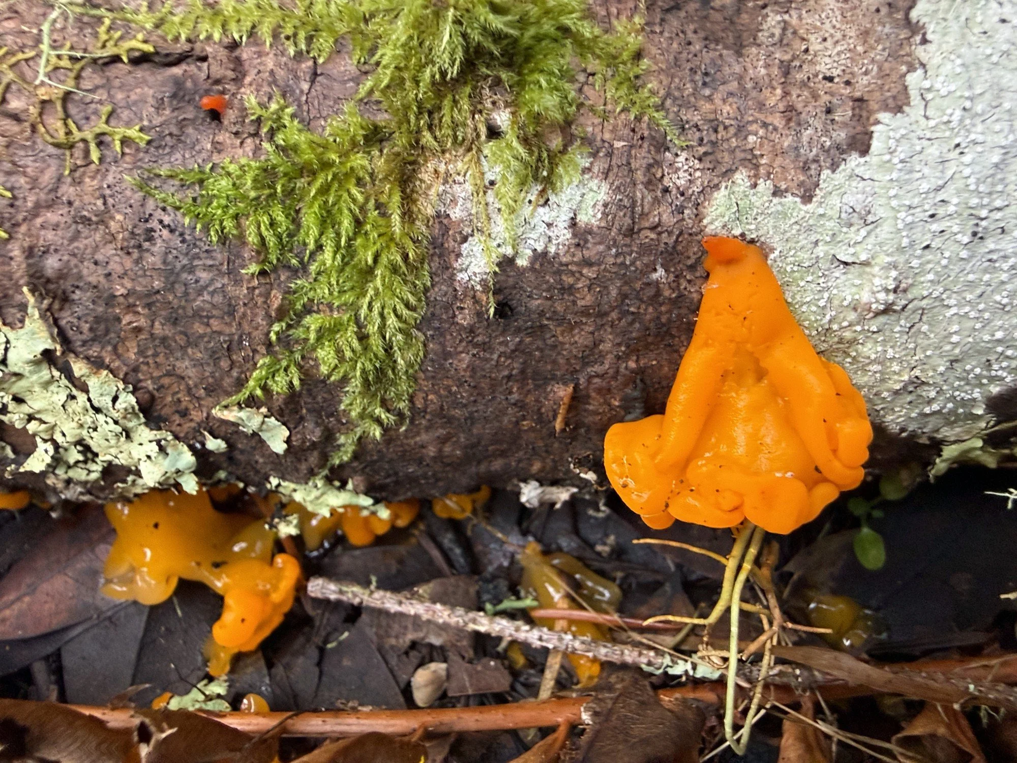 Orange jelly fungus