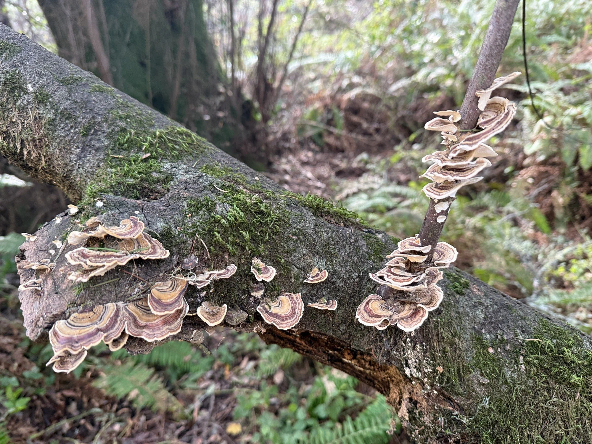 Turkey tail