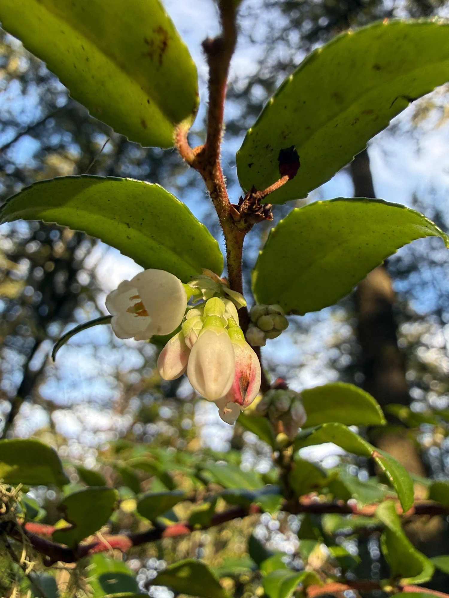 Huckleberry flowering