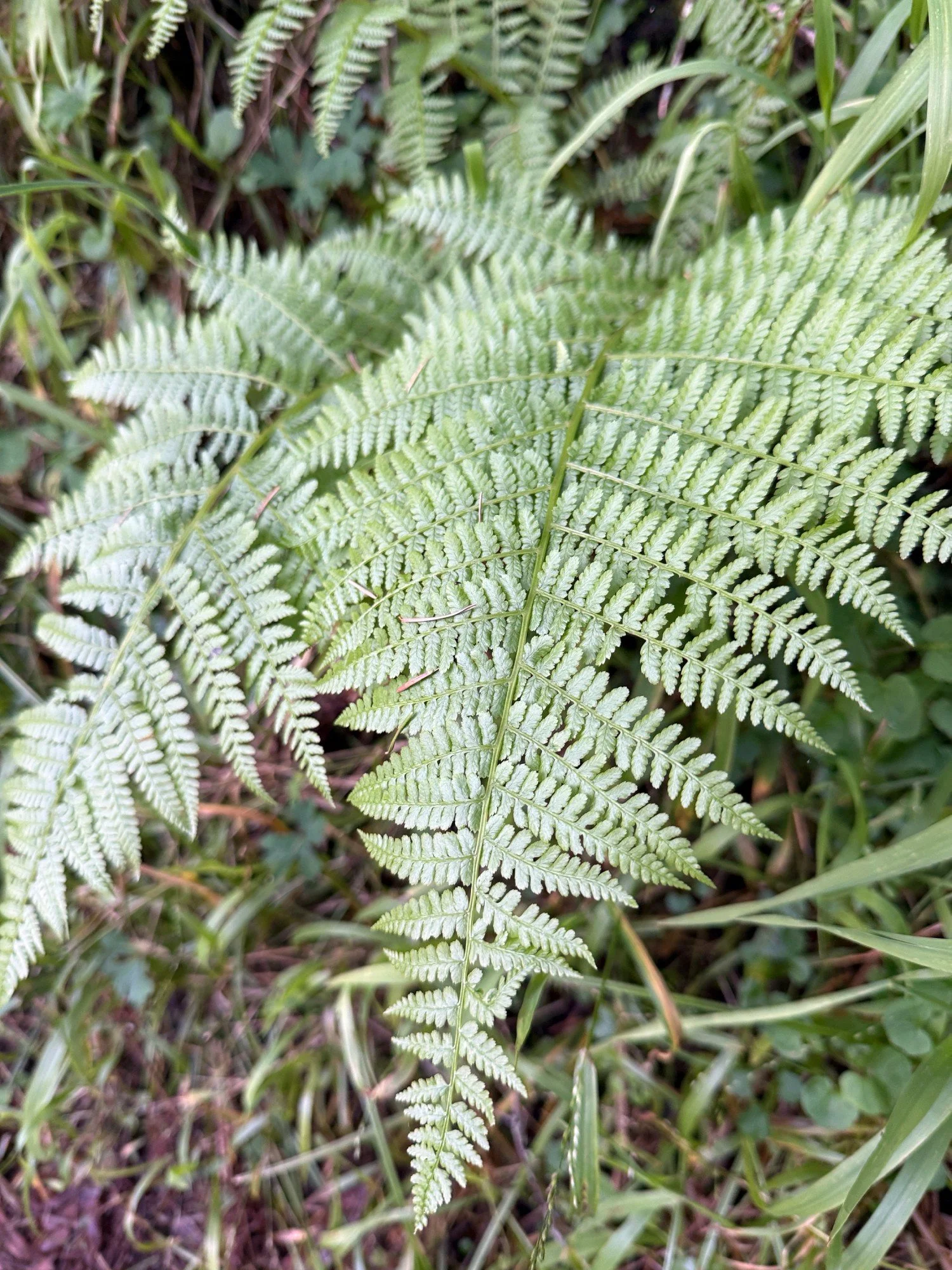 Lady fern