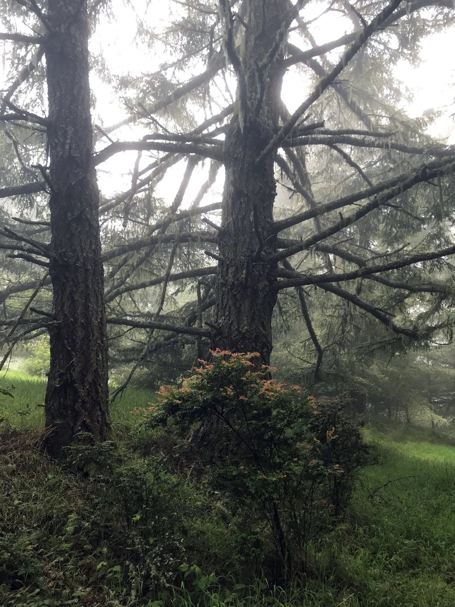 Mt Wittenberg, April 2020