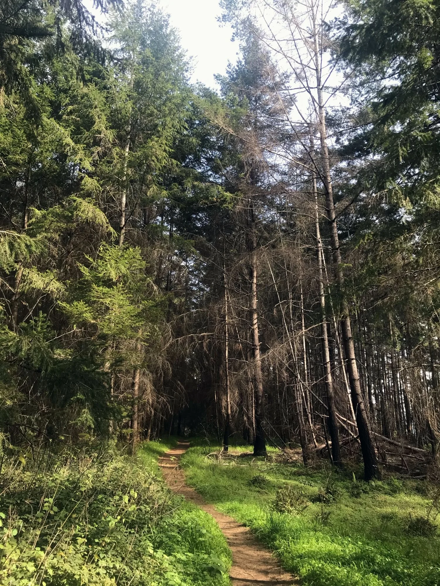 Mt Wittenberg, Feb 2022