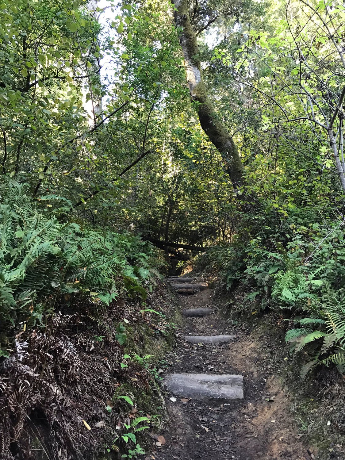 Mt Wittenberg, Nov 2018