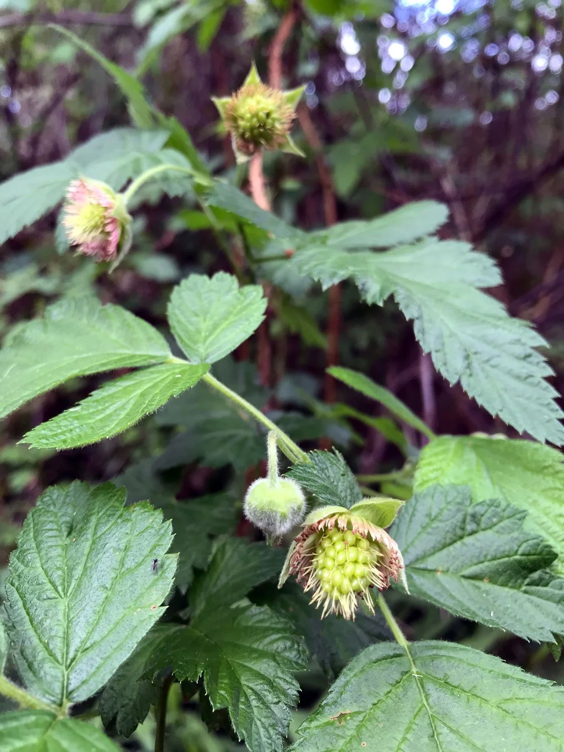 Sky Trail, March 2020, Salmonberry