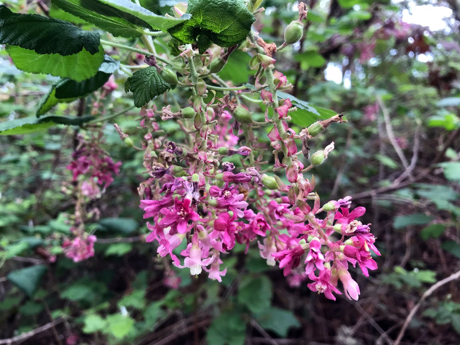 Sky Trail, March 2020, Red-flowering currant