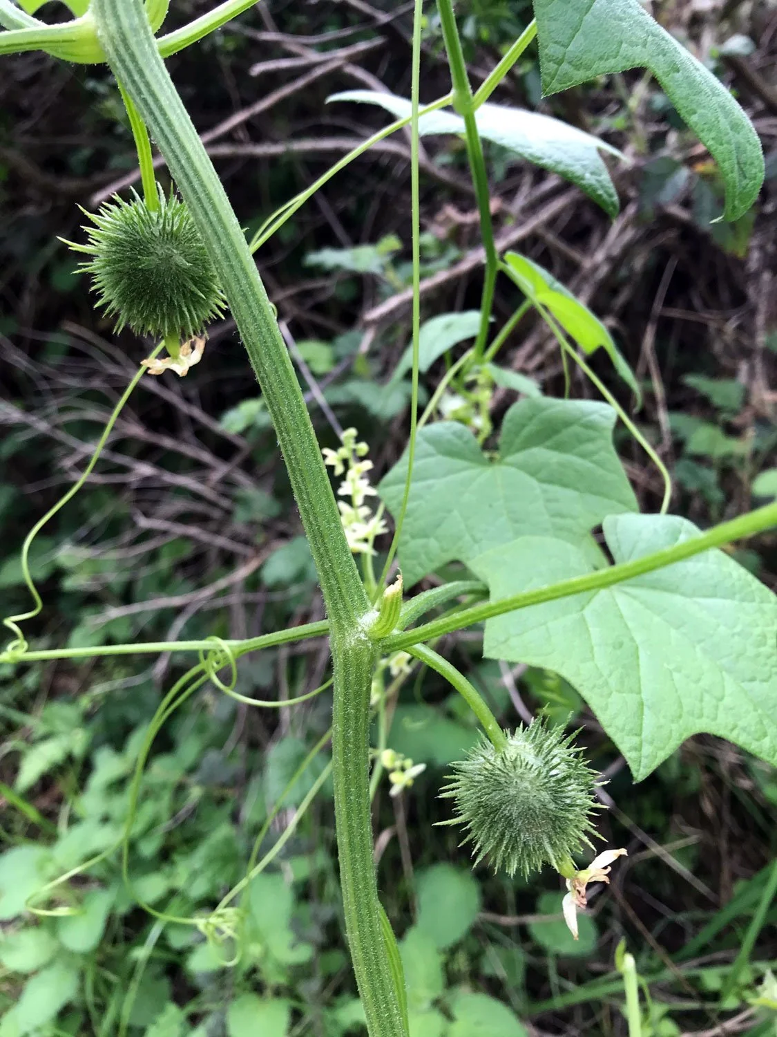 Sky Trail, March 2020, Manroot
