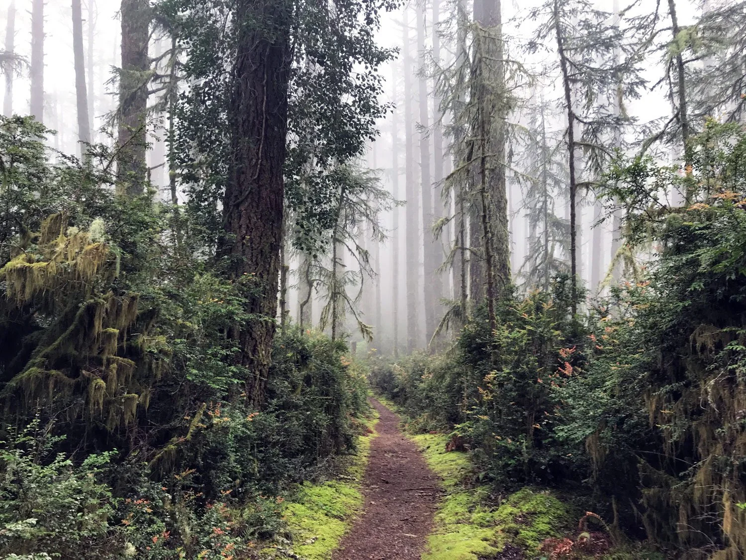 Old Pine, April 2020