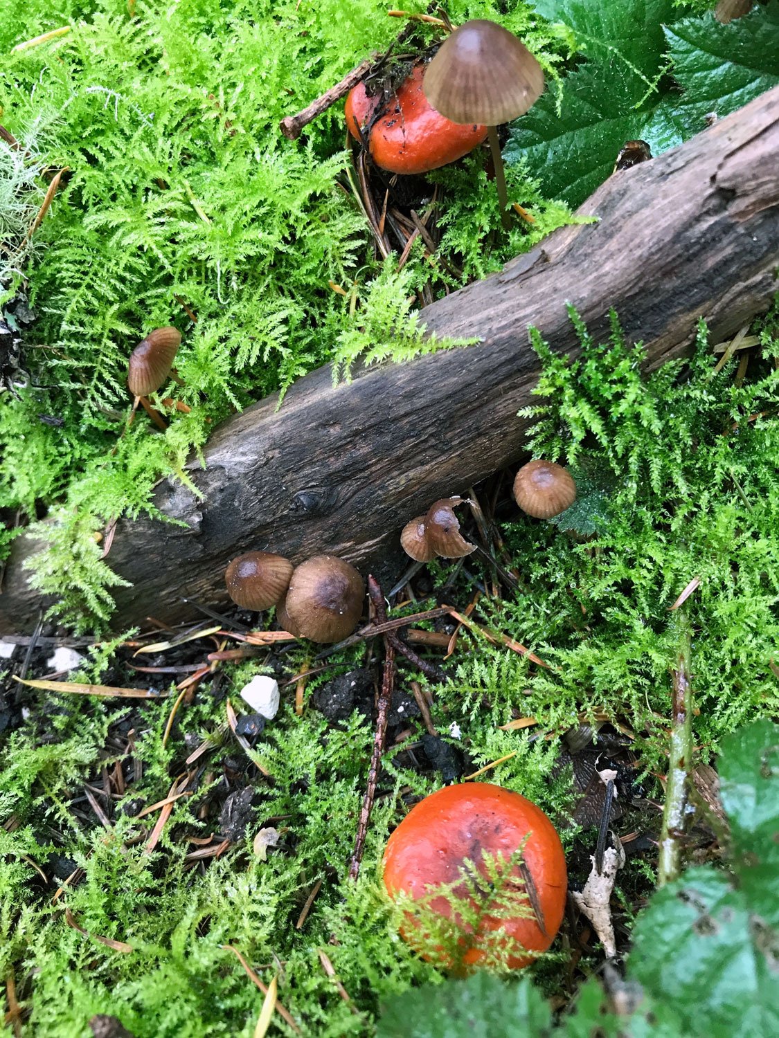 Old Pine, April 2020