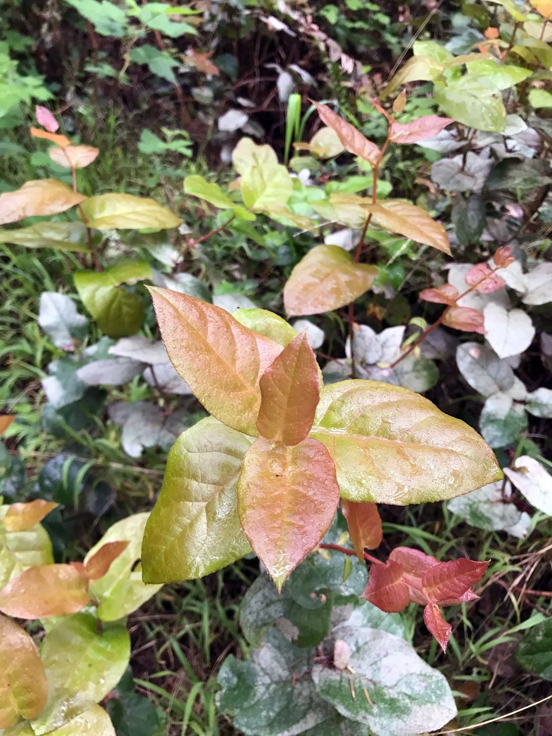 Old Pine, April 2020, Salal