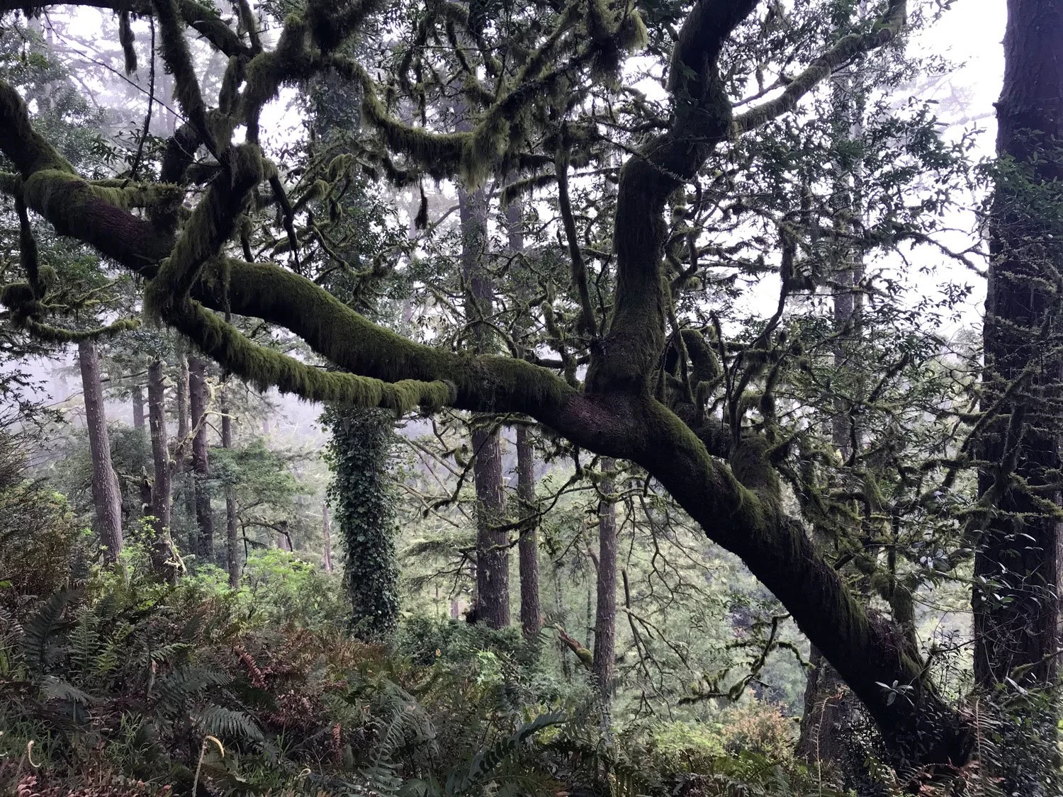 Old Pine, April 2020