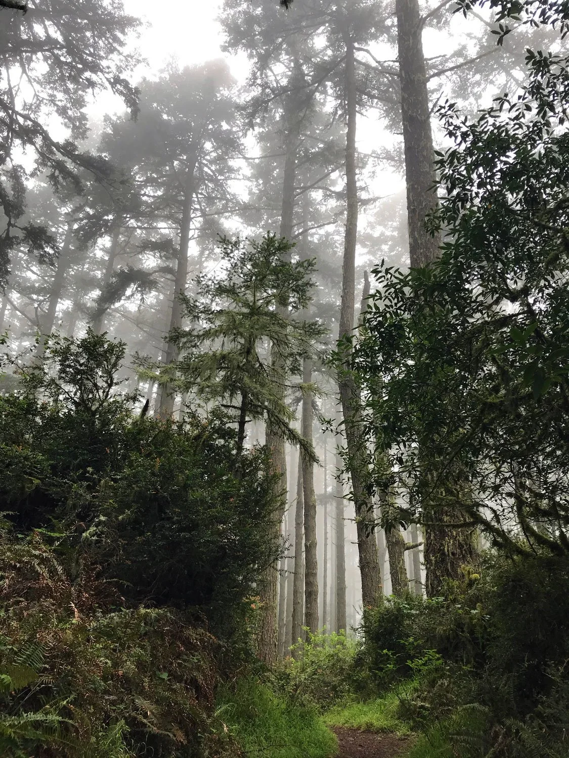 Old Pine, April 2020