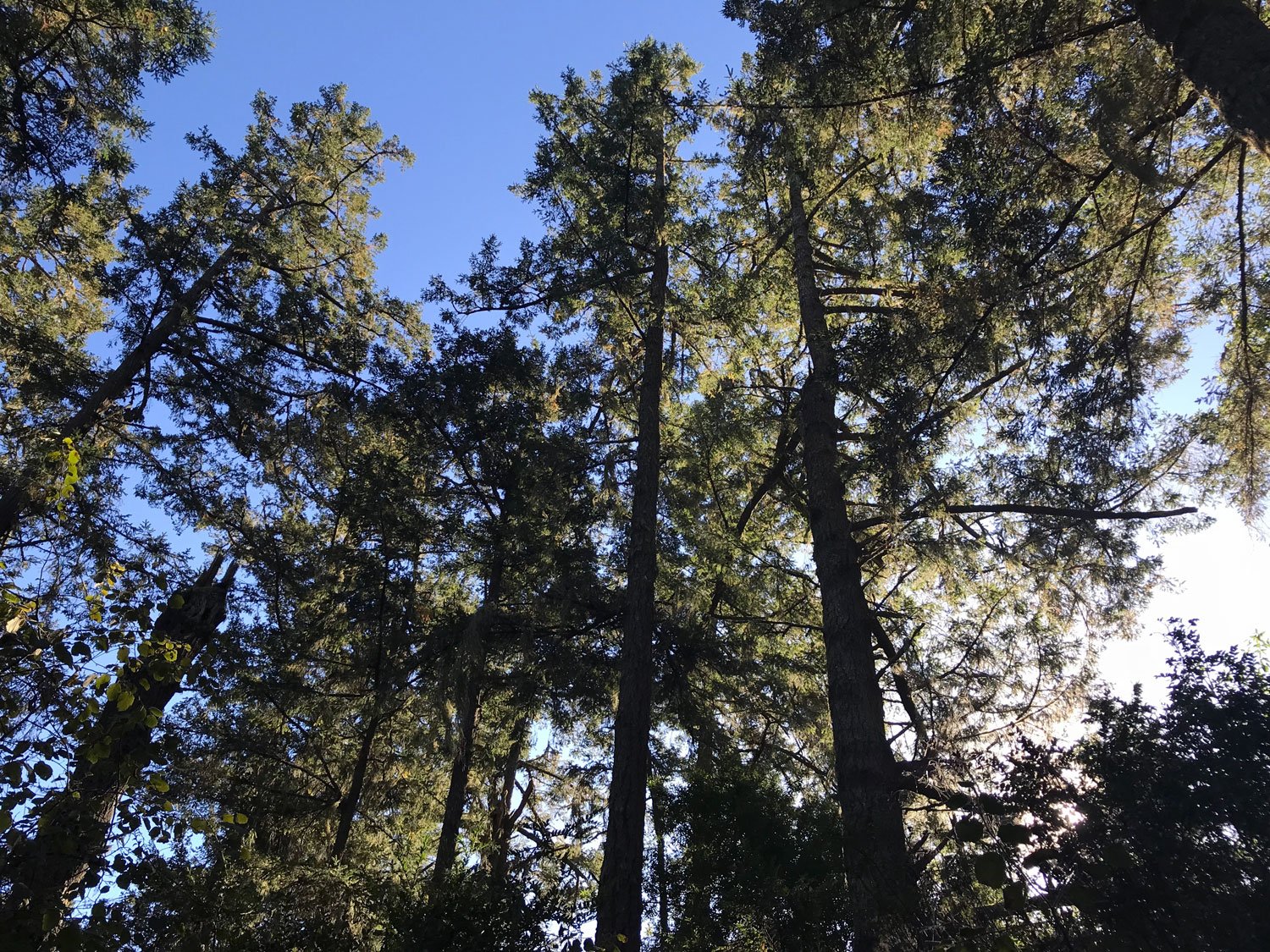 Old Pine, Nov 2018