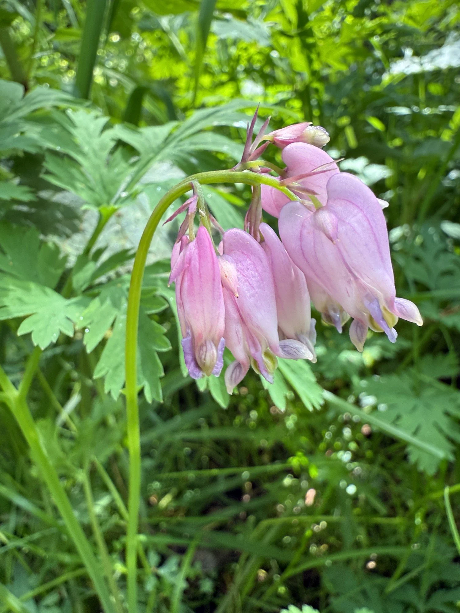 Bear Valley, April 2025, Pacific bleeding heart