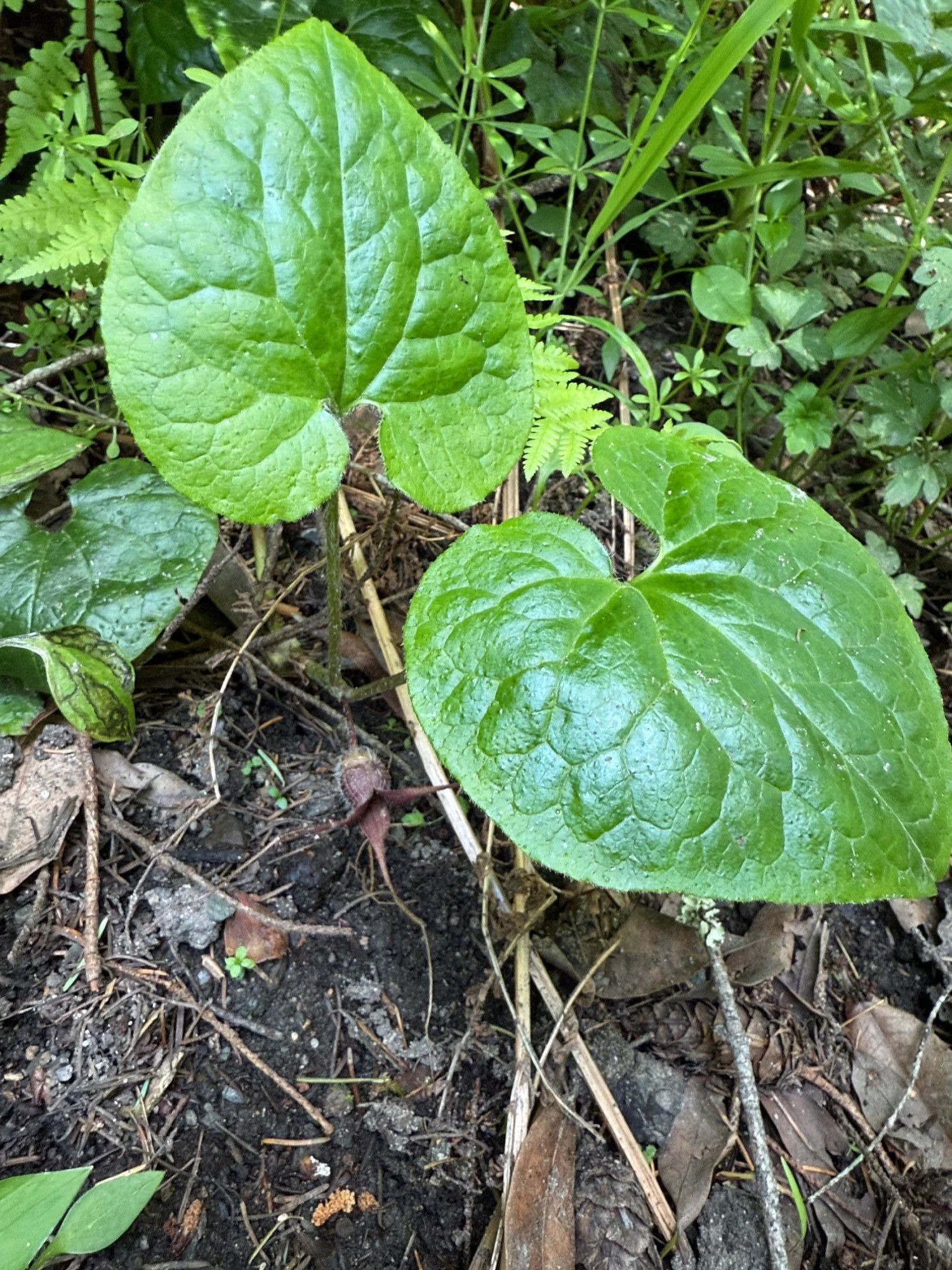 Bear Valley, April 2025, Western wild ginger