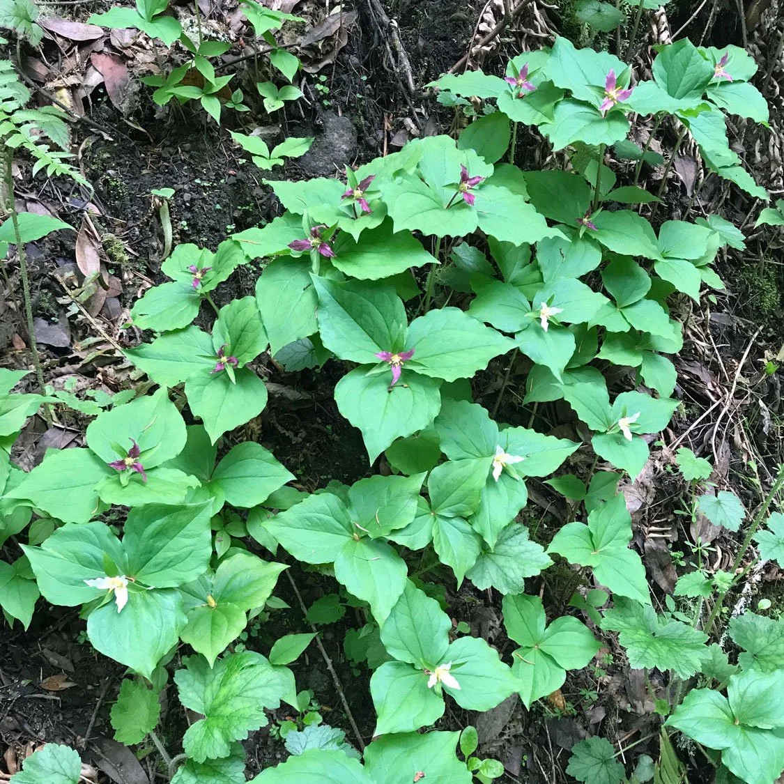 Bear Valley, April 2020, Pacific trillium