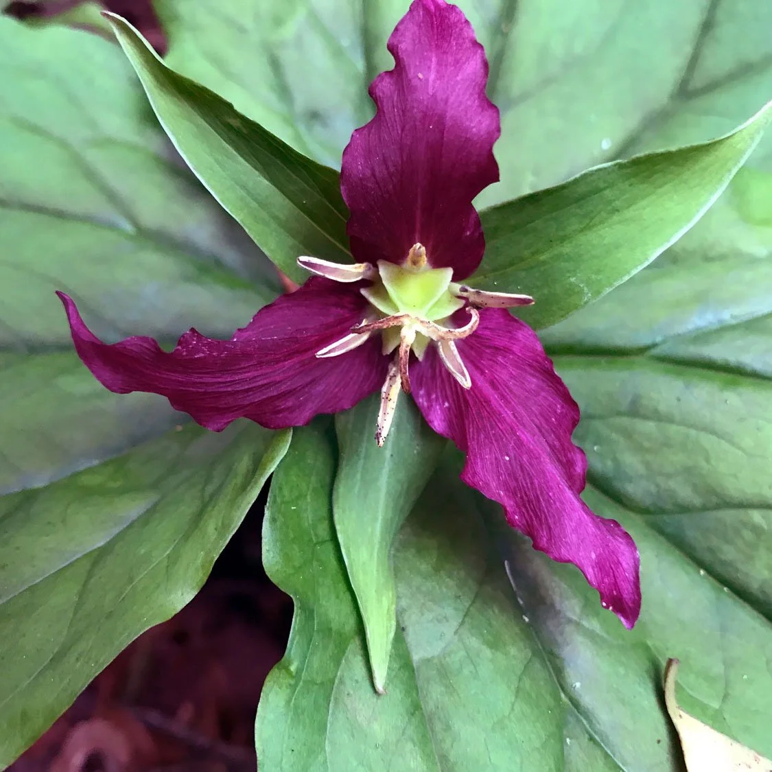 Bear Valley, April 2020, Pacific trillium